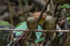 Pycnonotus brunneus brunneus