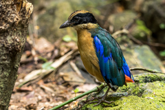 Pitta moluccensis