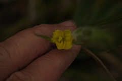 Philydrum lanuginosum