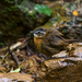 Typical Ground Babblers - Photo (c) Wich’yanan (Jay) Limparungpatthanakij, some rights reserved (CC BY), uploaded by Wich’yanan (Jay) Limparungpatthanakij