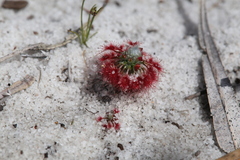 Drosera minutiflora