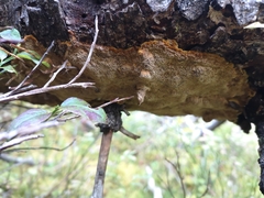 Phellinus chrysoloma