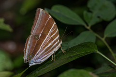 Amathusia masina