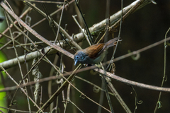 Cyanoderma erythropterum erythropterum