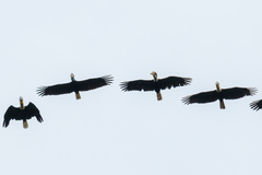 Rhyticeros subruficollis