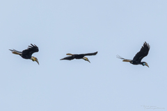 Rhyticeros subruficollis