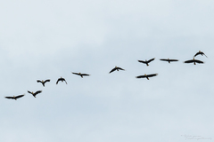 Rhyticeros subruficollis