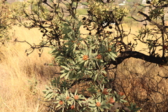 Protea caffra caffra