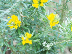 Genista linifolia