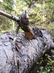 Phellinus chrysoloma