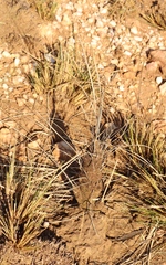 Xerophyta retinervis