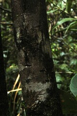 Cryptocarya guillauminii