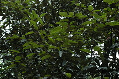 Cryptocarya guillauminii