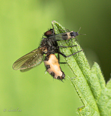 Entomophthora