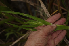 Philydrum lanuginosum