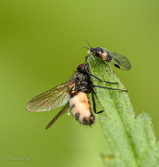 Entomophthora