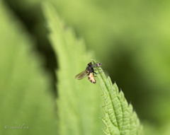 Entomophthora