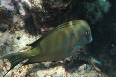 Ctenochaetus striatus