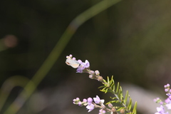 Philotheca spicata