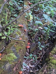 Gymnopilus luteus