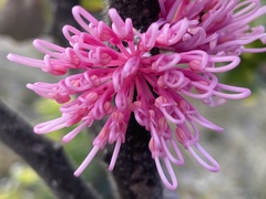 Hakea amplexicaulis