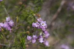 Philotheca spicata
