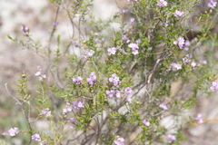 Philotheca spicata
