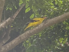 Oriolus chinensis