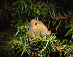 Hyponephele lycaon