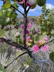 Hakea amplexicaulis