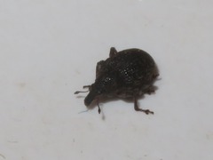 Rhinoncus bruchoides