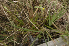 Philydrum lanuginosum