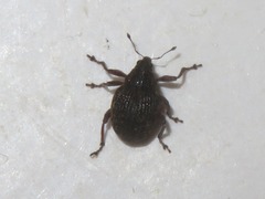 Rhinoncus bruchoides