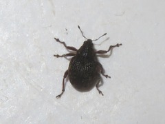 Rhinoncus bruchoides