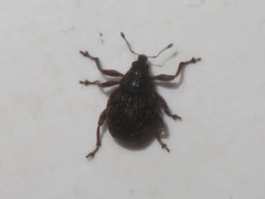 Rhinoncus bruchoides