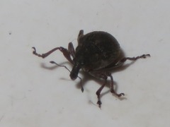 Rhinoncus bruchoides