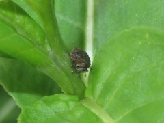 Rhinoncus bruchoides