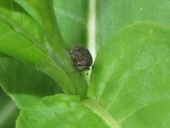 Rhinoncus bruchoides