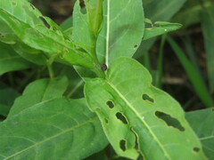 Rhinoncus bruchoides