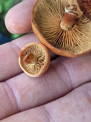 Gymnopilus luteus