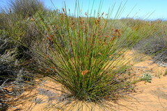 Thamnochortus bachmannii