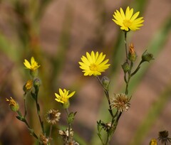 Bradburia pilosa