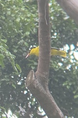 Oriolus chinensis