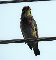 Psilopogon haemacephalus