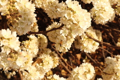 Apis mellifera scutellata