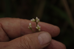 Persicaria strigosa