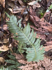 Blechnum