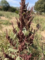 Amaranthus