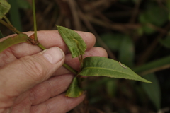 Persicaria strigosa