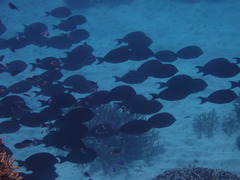 Acanthuridae